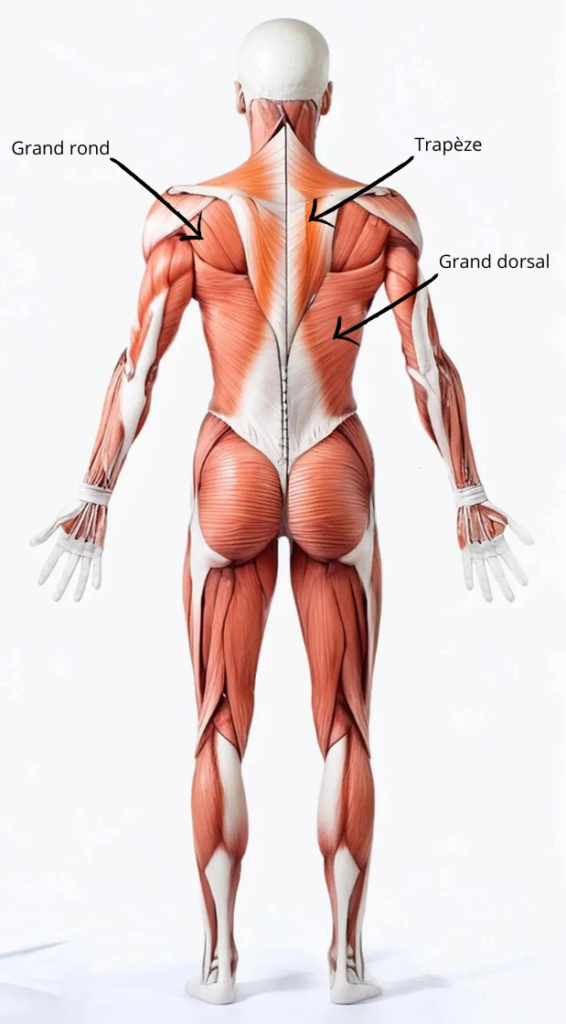 Les muscles du dos